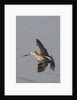 Short-Billed Dowitcher in flight by Anonymous