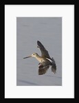 Short-Billed Dowitcher in flight by Anonymous
