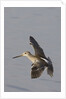 Short-Billed Dowitcher in flight by Anonymous