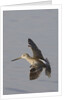Short-Billed Dowitcher in flight by Anonymous