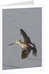Short-Billed Dowitcher in flight by Anonymous