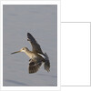 Short-Billed Dowitcher in flight by Anonymous