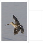 Short-Billed Dowitcher in flight by Anonymous