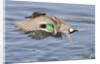 Male Green-Winged Teal Duck takes off by Anonymous