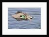 Male Green-Winged Teal Duck takes off by Anonymous