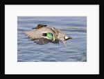 Male Green-Winged Teal Duck takes off by Anonymous