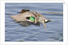 Male Green-Winged Teal Duck takes off by Anonymous