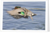 Male Green-Winged Teal Duck takes off by Anonymous