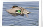 Male Green-Winged Teal Duck takes off by Anonymous