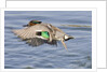 Male Green-Winged Teal Duck takes off by Anonymous