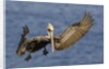 Brown Pelican landing by Anonymous
