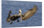 Brown Pelican landing by Anonymous