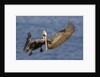 Brown Pelican landing by Anonymous