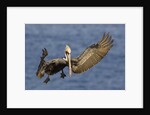 Brown Pelican landing by Anonymous