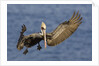 Brown Pelican landing by Anonymous