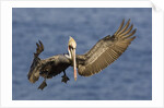 Brown Pelican landing by Anonymous