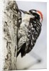 Nuttall's Woodpecker by Anonymous