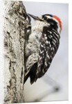 Nuttall's Woodpecker by Anonymous
