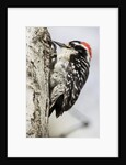Nuttall's Woodpecker by Anonymous