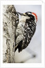 Nuttall's Woodpecker by Anonymous