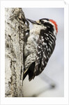 Nuttall's Woodpecker by Anonymous