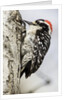 Nuttall's Woodpecker by Anonymous