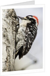 Nuttall's Woodpecker by Anonymous
