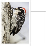 Nuttall's Woodpecker by Anonymous