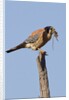 American Kestrel eating a rodent by Anonymous