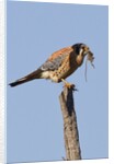 American Kestrel eating a rodent by Anonymous