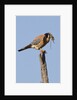 American Kestrel eating a rodent by Anonymous