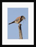 American Kestrel eating a rodent by Anonymous