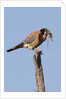 American Kestrel eating a rodent by Anonymous