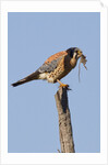 American Kestrel eating a rodent by Anonymous