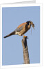 American Kestrel eating a rodent by Anonymous