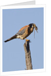 American Kestrel eating a rodent by Anonymous