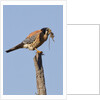 American Kestrel eating a rodent by Anonymous
