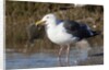 Western Gull catchs a flatfish by Anonymous