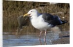 Western Gull catchs a flatfish by Anonymous