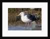 Western Gull catchs a flatfish by Anonymous