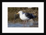 Western Gull catchs a flatfish by Anonymous