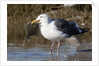 Western Gull catchs a flatfish by Anonymous