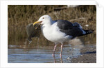 Western Gull catchs a flatfish by Anonymous