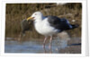 Western Gull catchs a flatfish by Anonymous