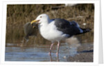 Western Gull catchs a flatfish by Anonymous