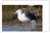 Western Gull catchs a flatfish by Anonymous