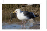 Western Gull catchs a flatfish by Anonymous