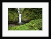 Multnomah falls, in Columbia River Gorge National Scenic Area, Oregon by Anonymous