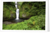 Multnomah falls, in Columbia River Gorge National Scenic Area, Oregon by Anonymous