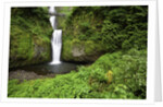 Multnomah falls, in Columbia River Gorge National Scenic Area, Oregon by Anonymous